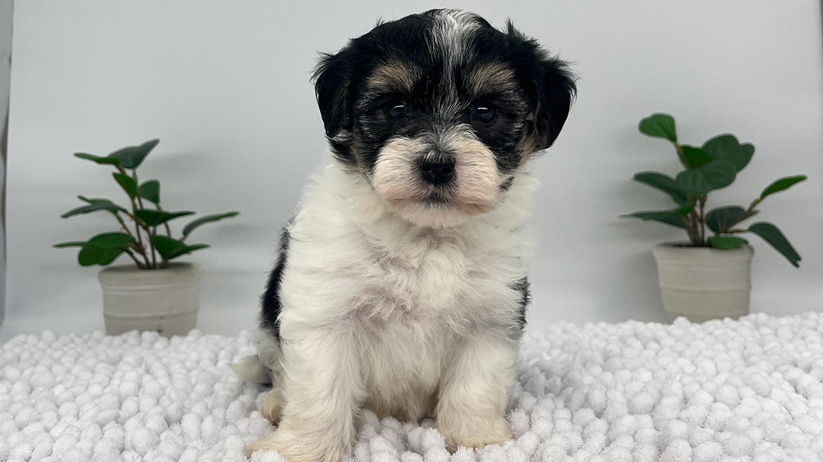 Black and white Havanese puppy sitting on a white blanklet