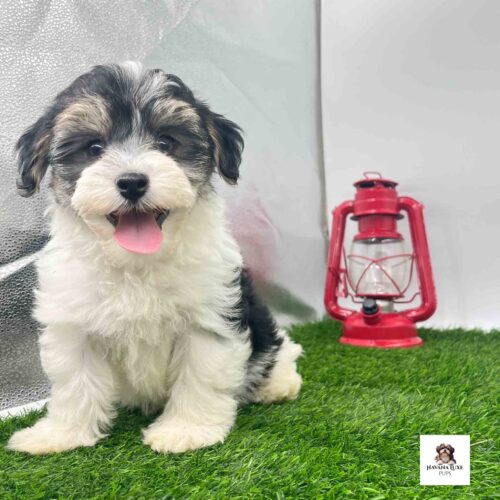 Aww look at this sweet Handsome little Havanese pup sitting on the green grass