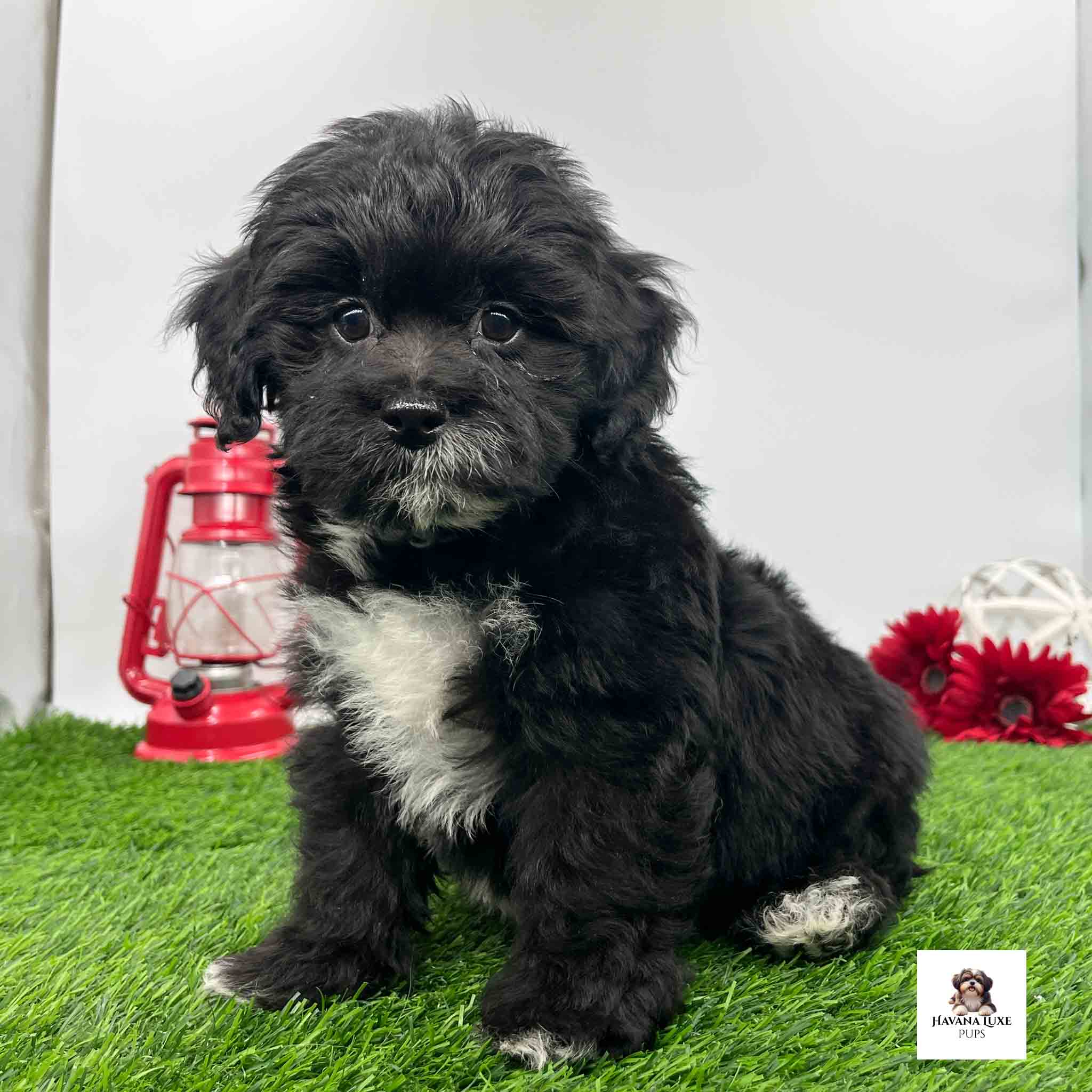 An adorable Black Havapoo with White markings showing off his white tip paws