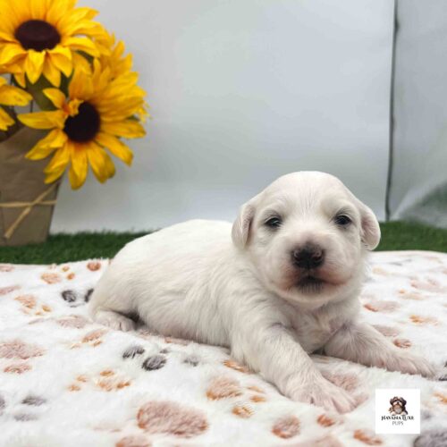 An White colored Havanese pup with some cream around the ears