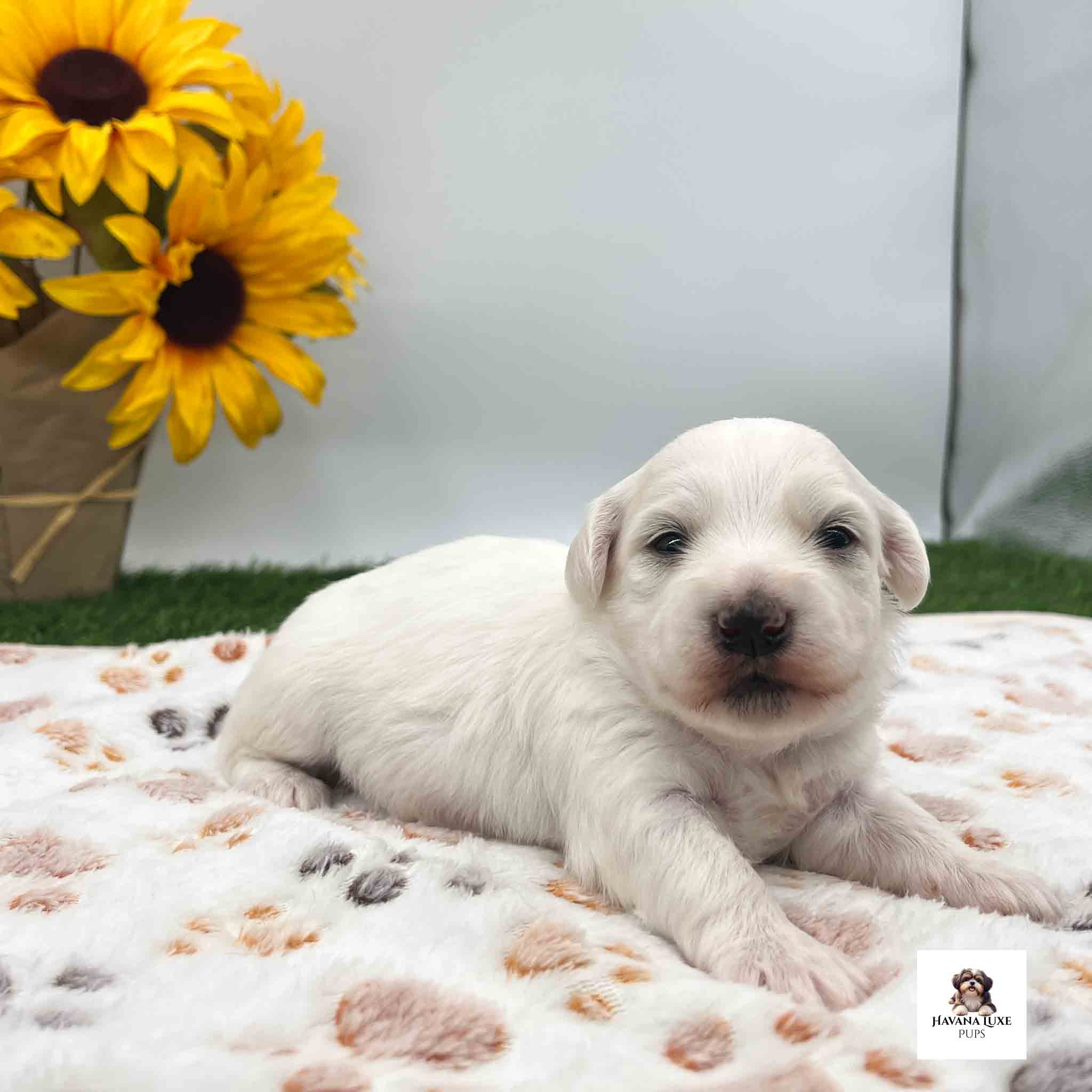 An White colored Havanese pup with some cream around the ears