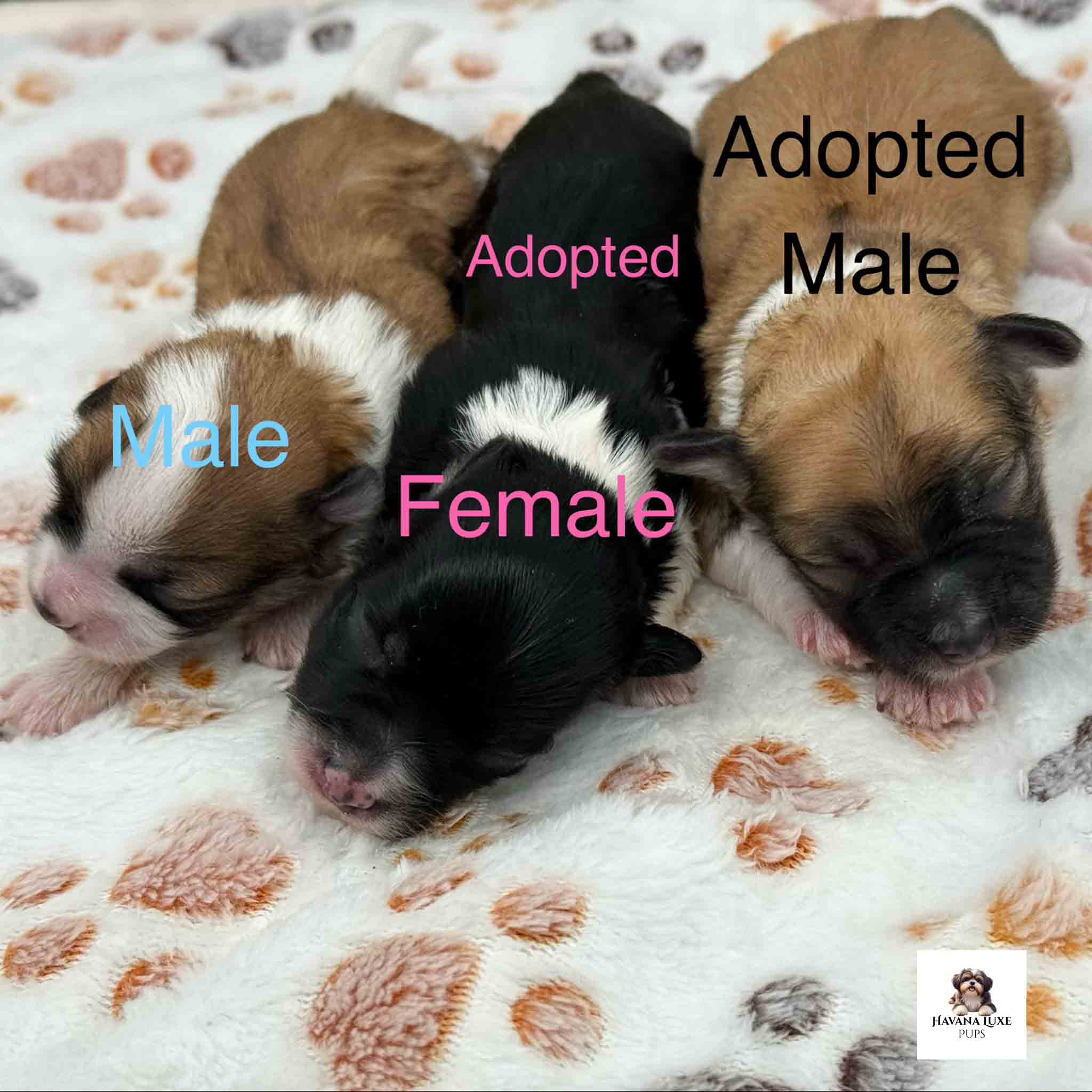 Untitled-2 Newborn Havapoo puppies cuddled together