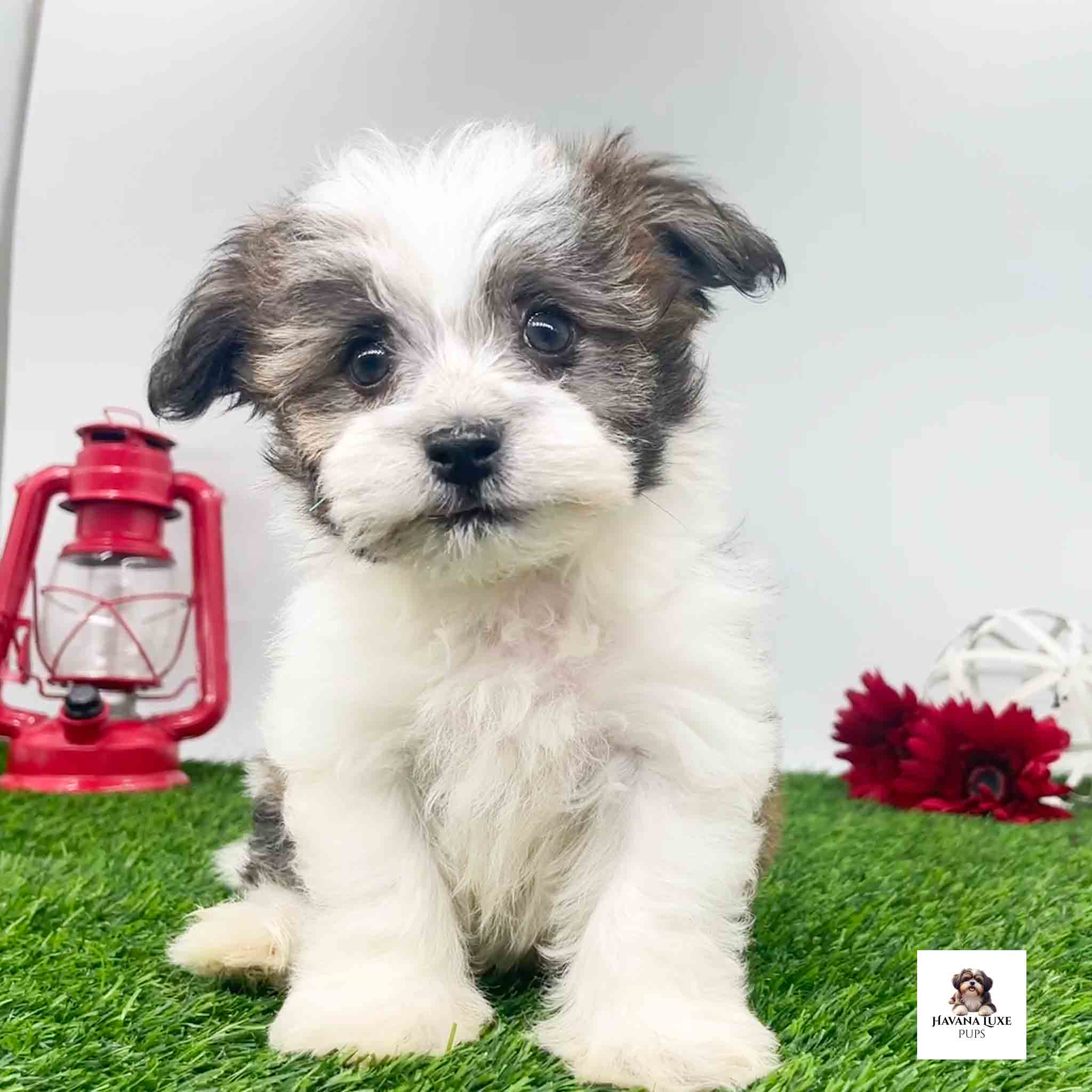 An adorable Havanese pup sitting on the green grass