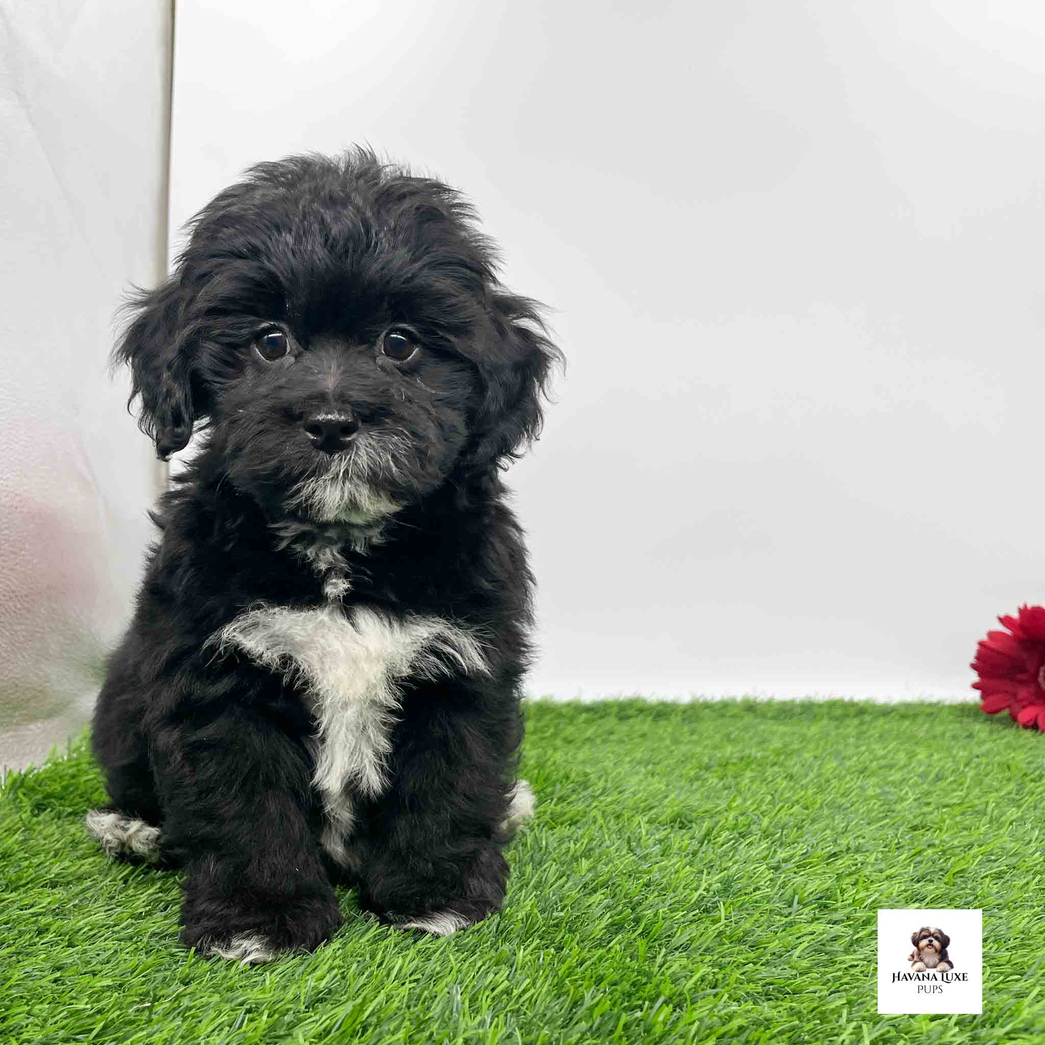 Aww an sweet Havapoo pup sitting on the green grass with a red flower