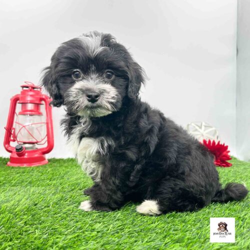 An adorable Black Havapoo pup sitting on the grass waiting on some friends