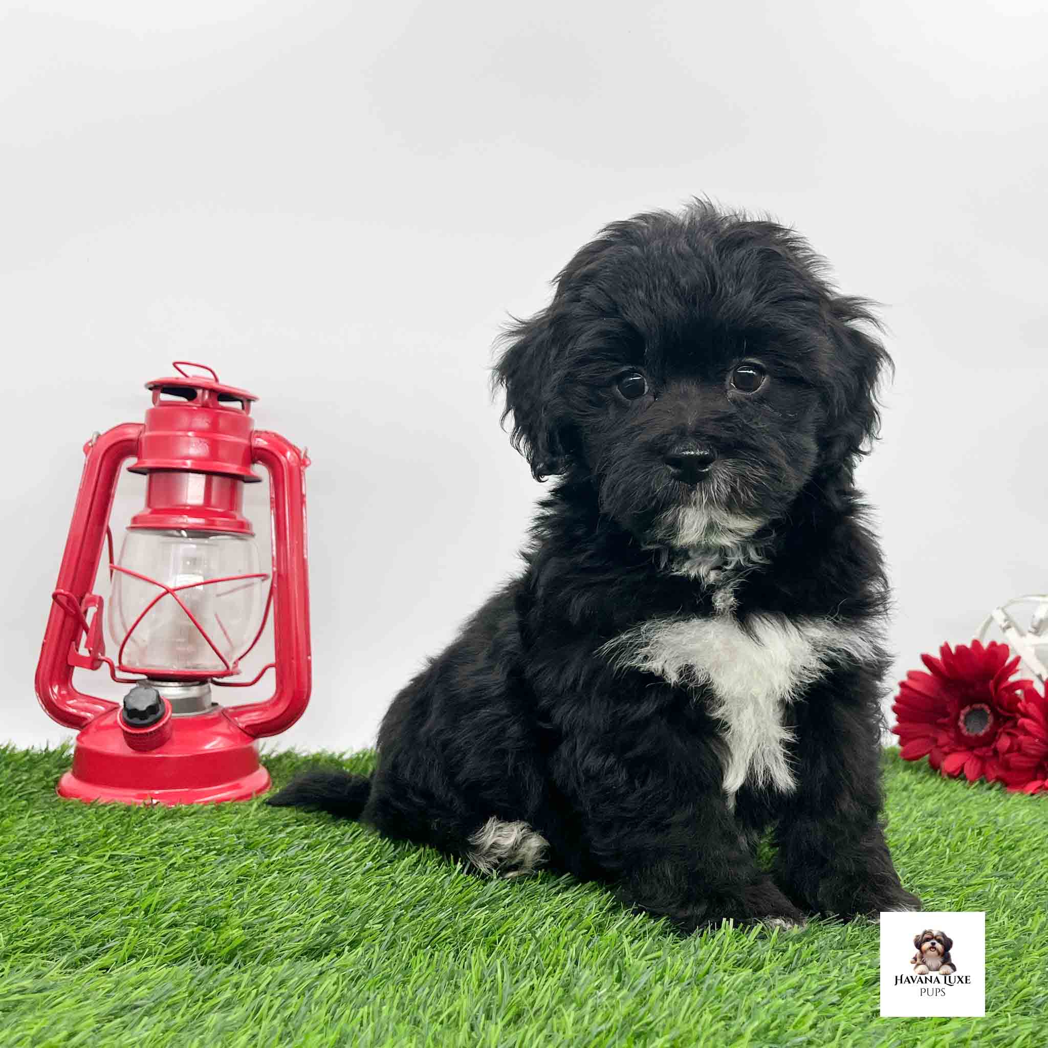 Aww this Havapoo pup is showing off it's true colors