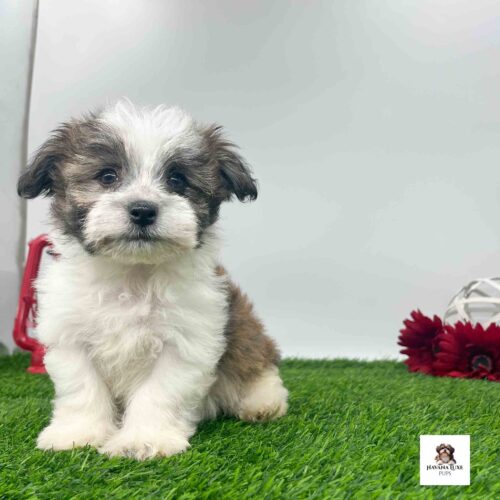 A Brownish and white Havanese showing off her true colors