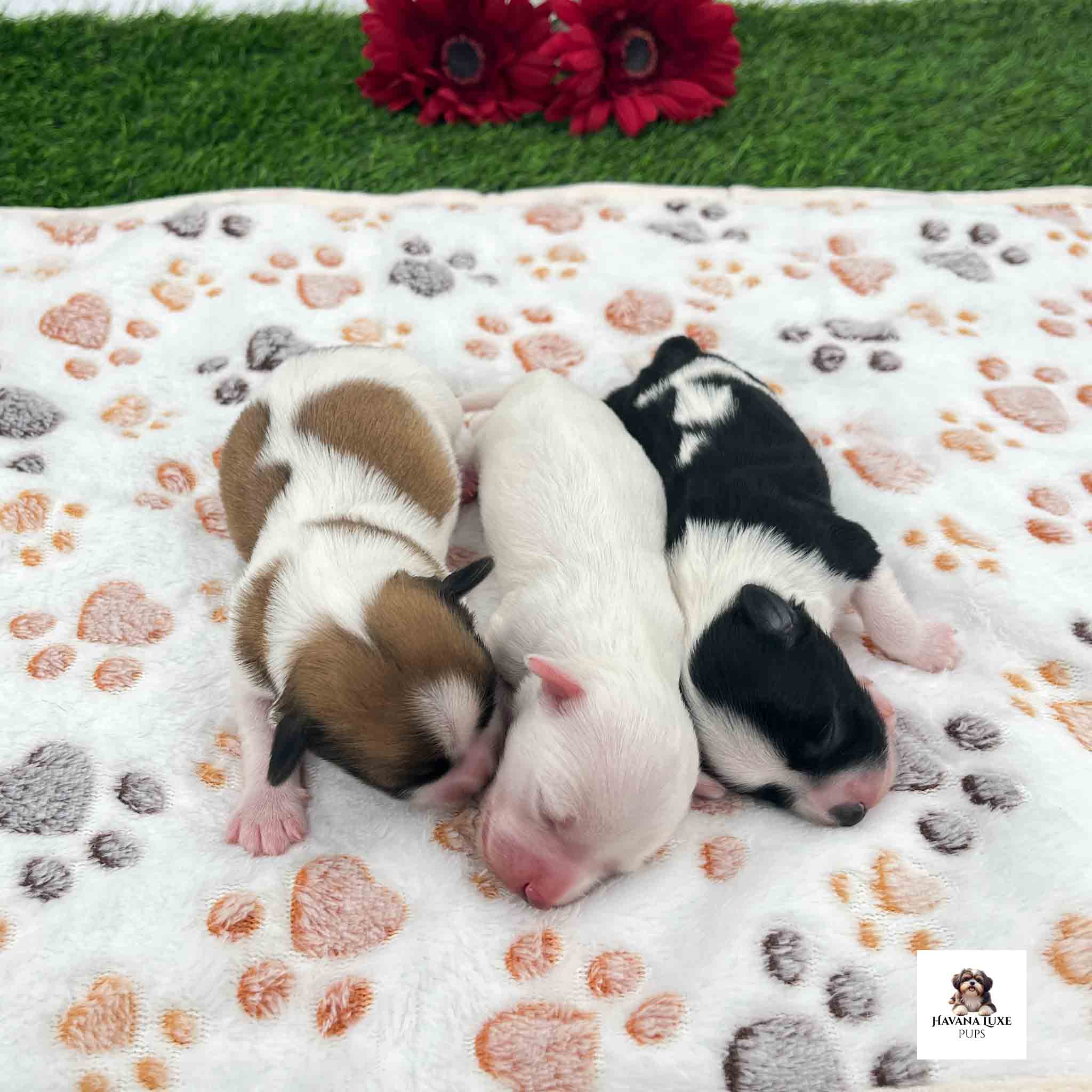 Newborn Havapoo puppies cuddled together