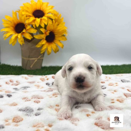 A White male Havanese pup showing off his attitude