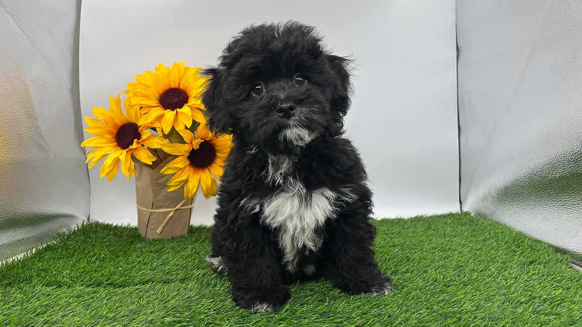 Black and white Havapoo puppy sitting next to a bouquet of sunflowers