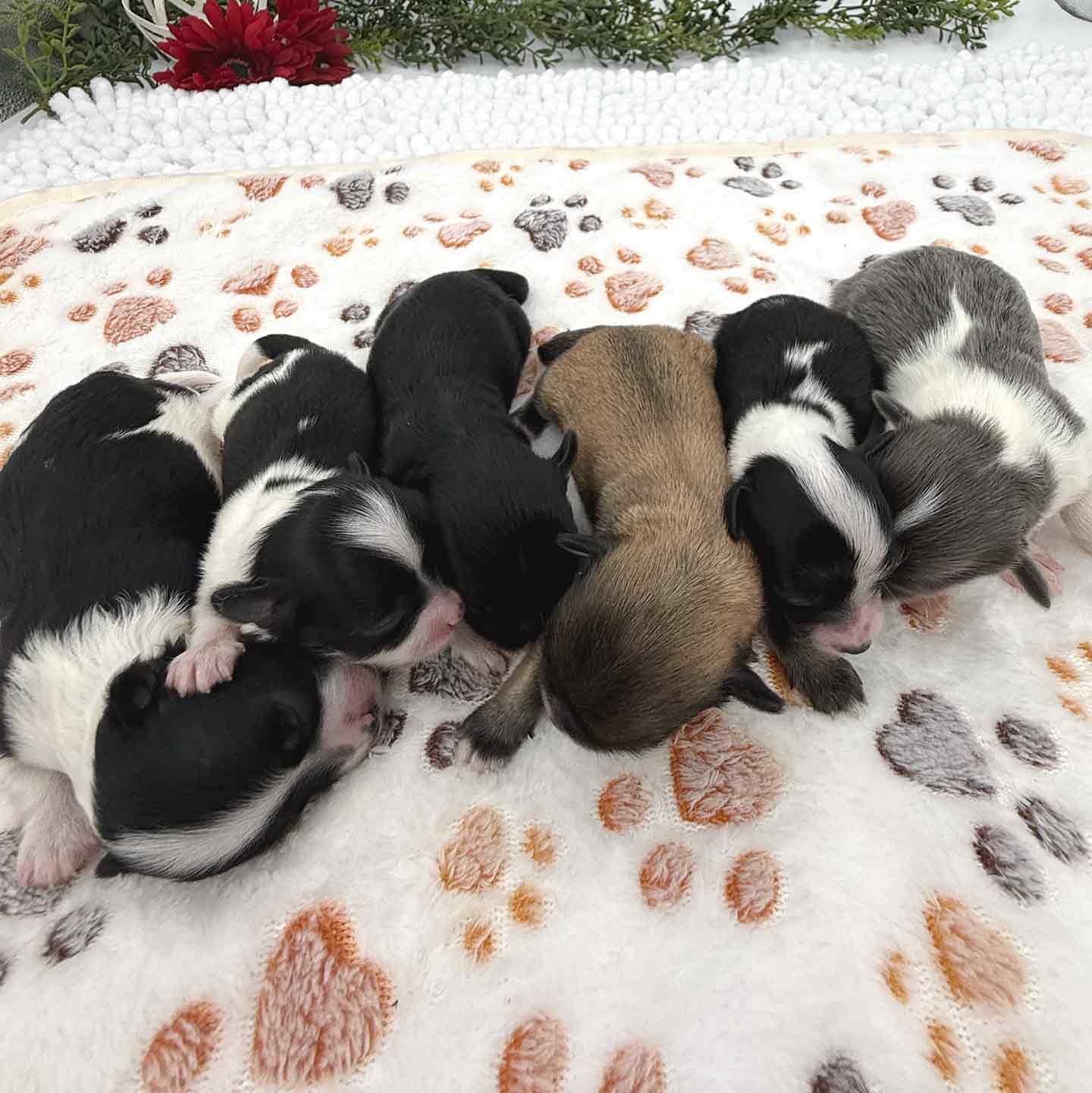 Newborn Havapoo puppies cuddled together