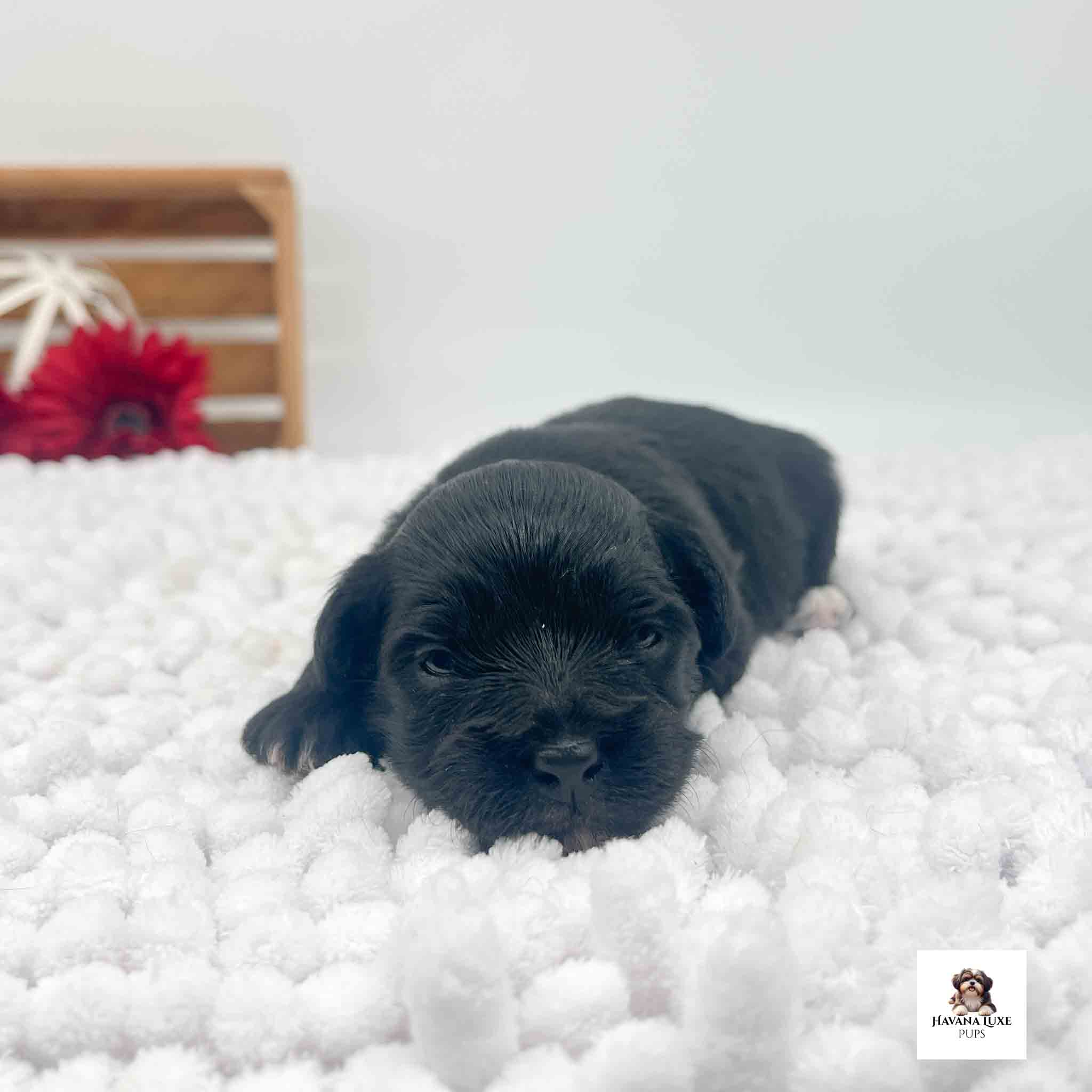 Havanese & Havapoo Puppies Untitled 2 10