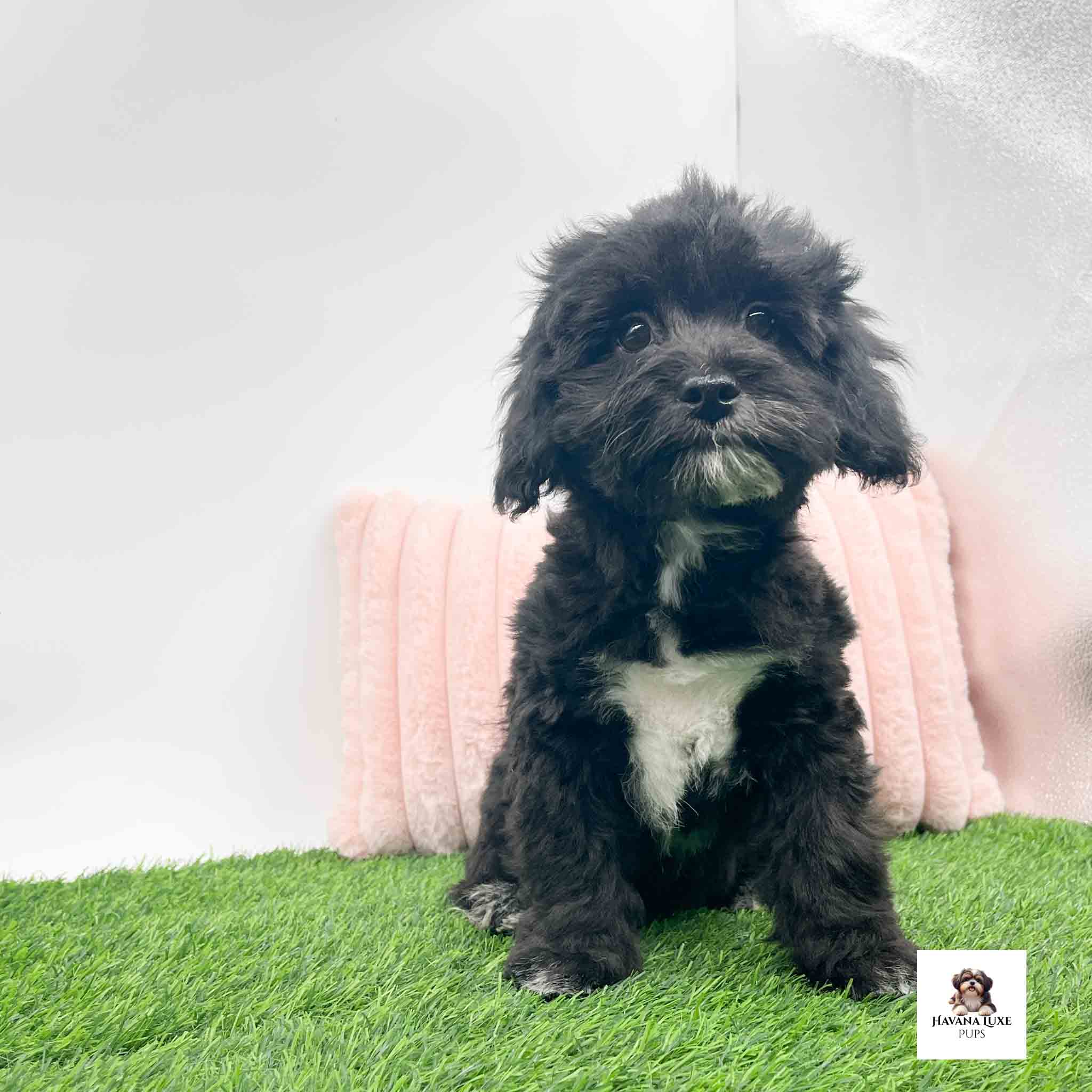An adorable black And White Havapoo waiting on a playmate
