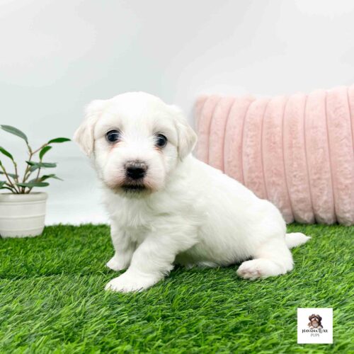A adorable white Havanese sitting on the grass