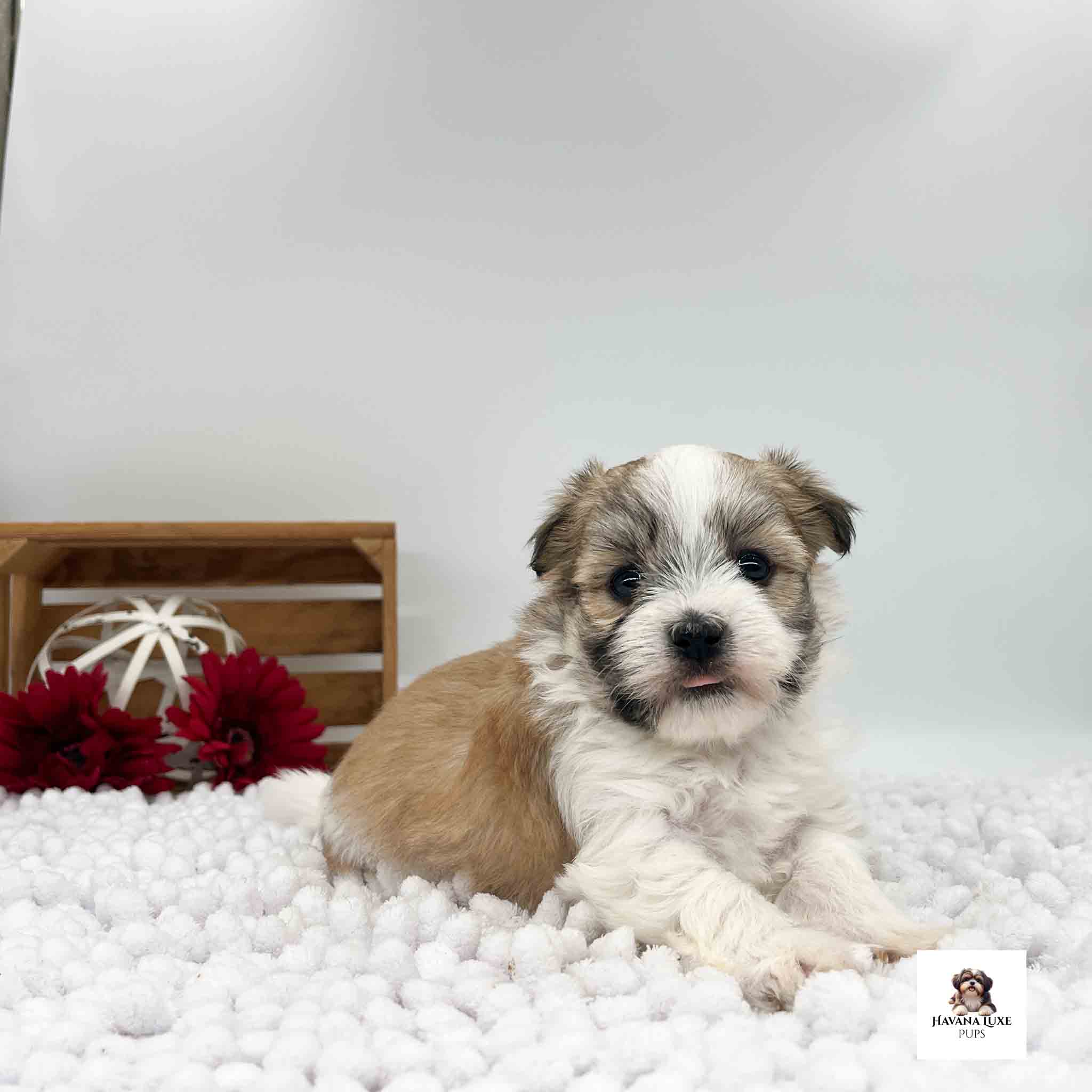 A sweet Havanese pup laying on a fluffy carpet