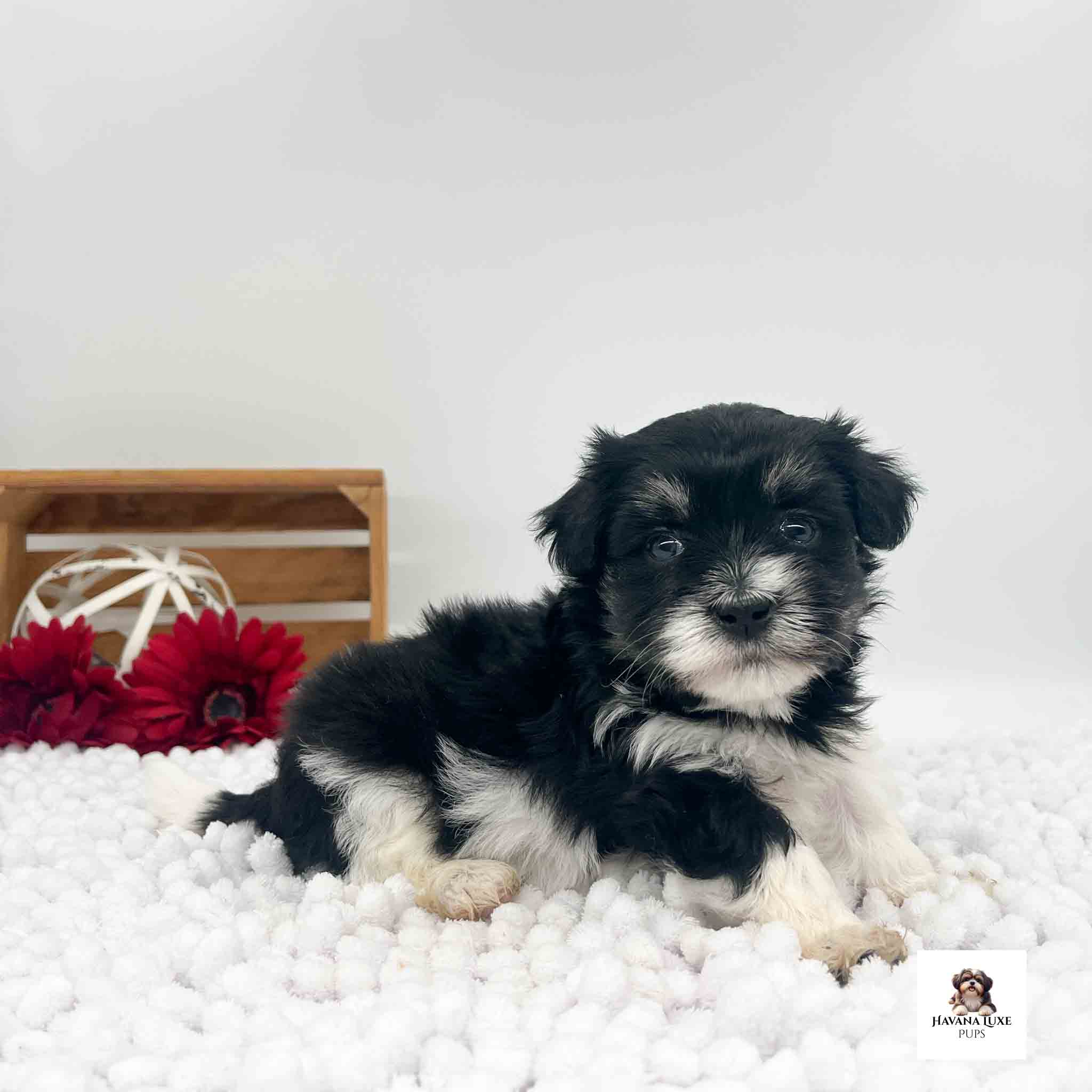 An adorable Black Havanese pup with White markings