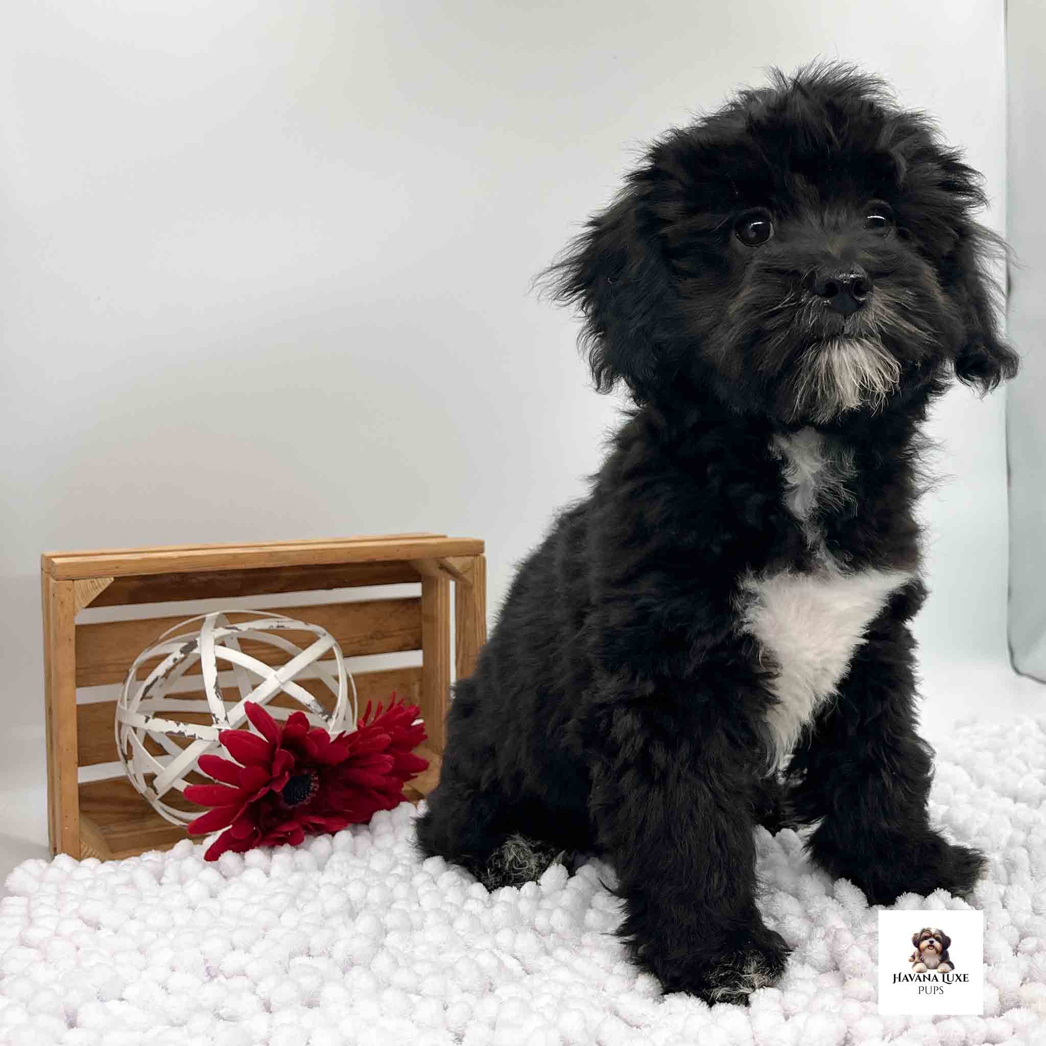 An adorable Black Havapoo sitting on the carpet