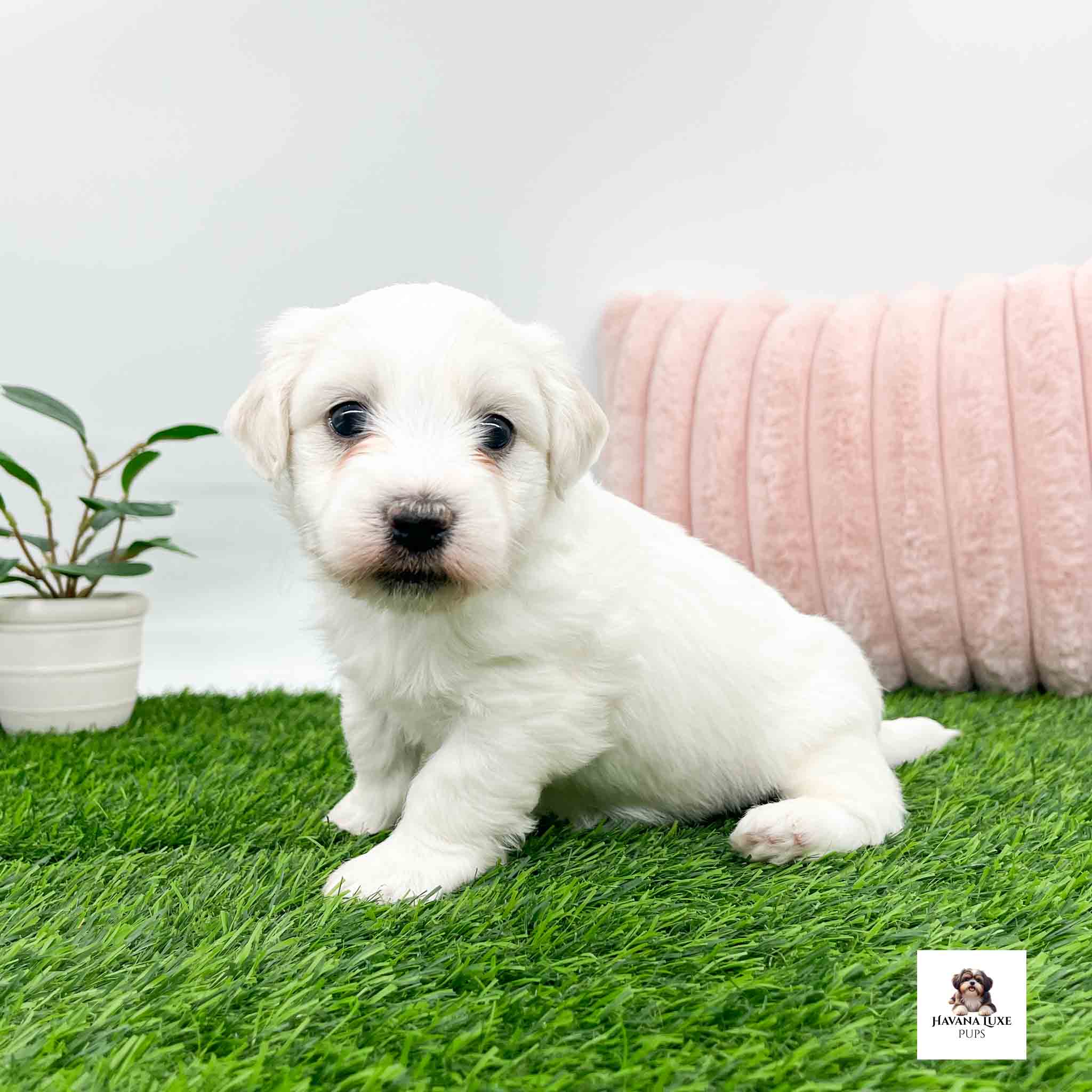 A adorable white Havanese sitting on the grass