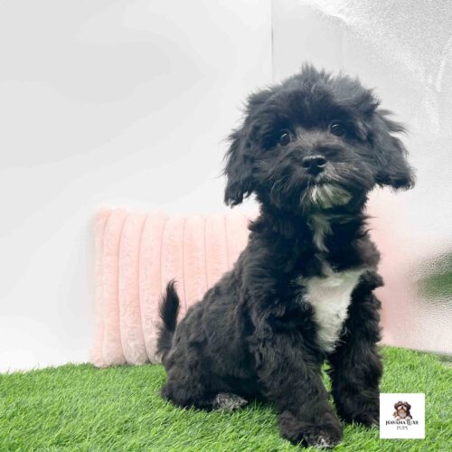 Aww such an Adorable Black Havapoo
