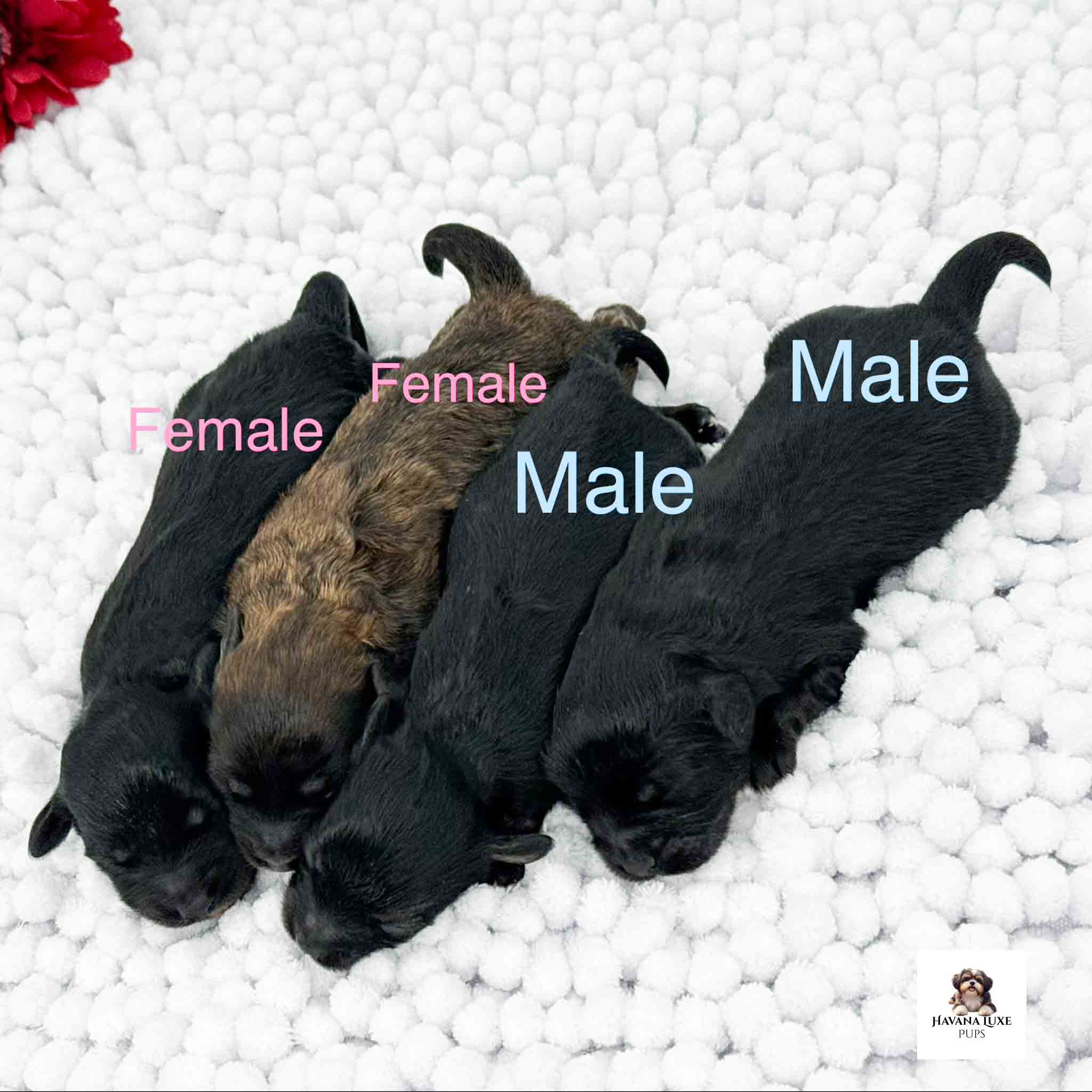 Newborn Havapoo puppies cuddled together